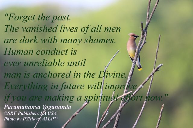 Cedar Waxwing sp effort sm 4